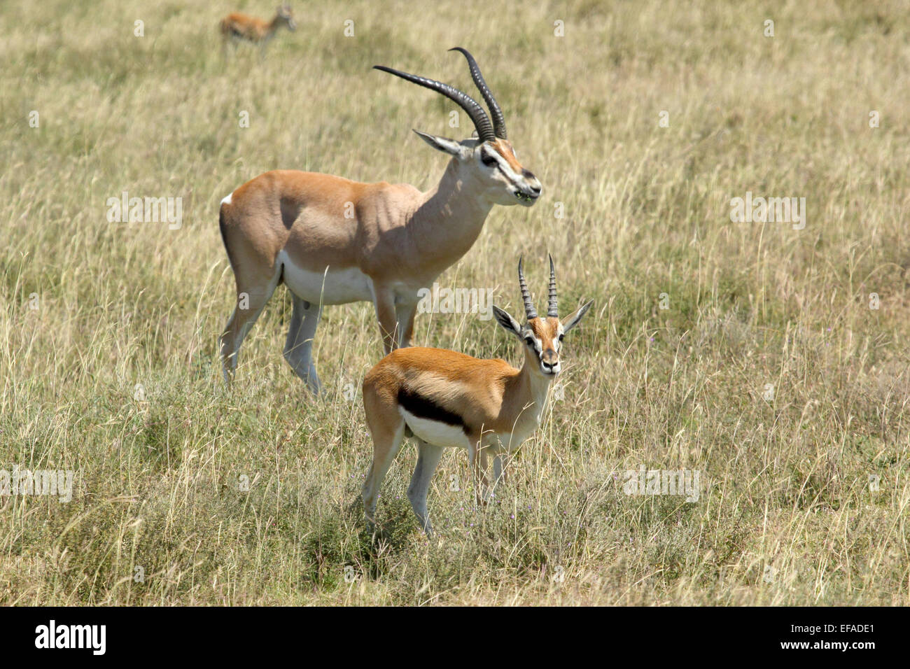 Ein Thomson es Gazelle, Eudorcas Thomsonii und ein Grant es Gazelle, Nanger Granti in Serengeti Nationalpark, Tansania Stockfoto