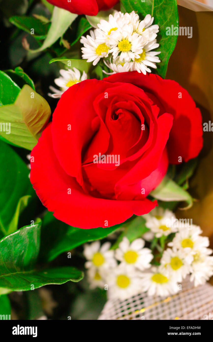 Lily Rosen und viele Blumen, grüne Blätter Hintergrund Stockfotografie