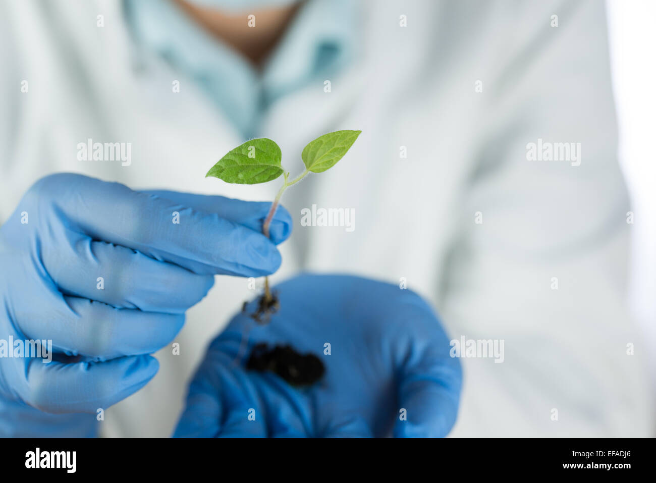 Wissenschaftler tragen blaue Handschuhe halten Grünpflanze Stockfoto