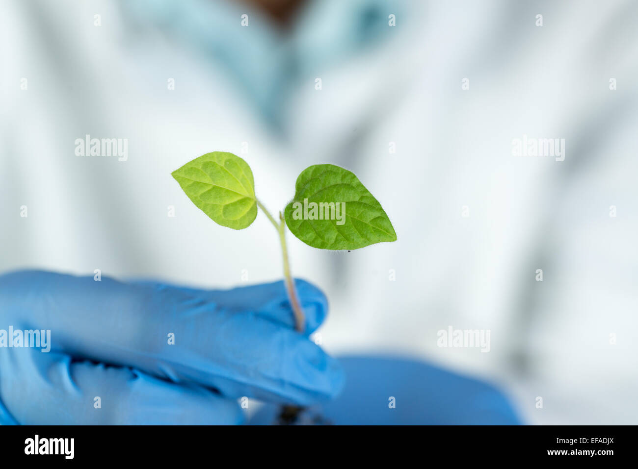 Wissenschaftler tragen blaue Handschuhe halten Grünpflanze Stockfoto