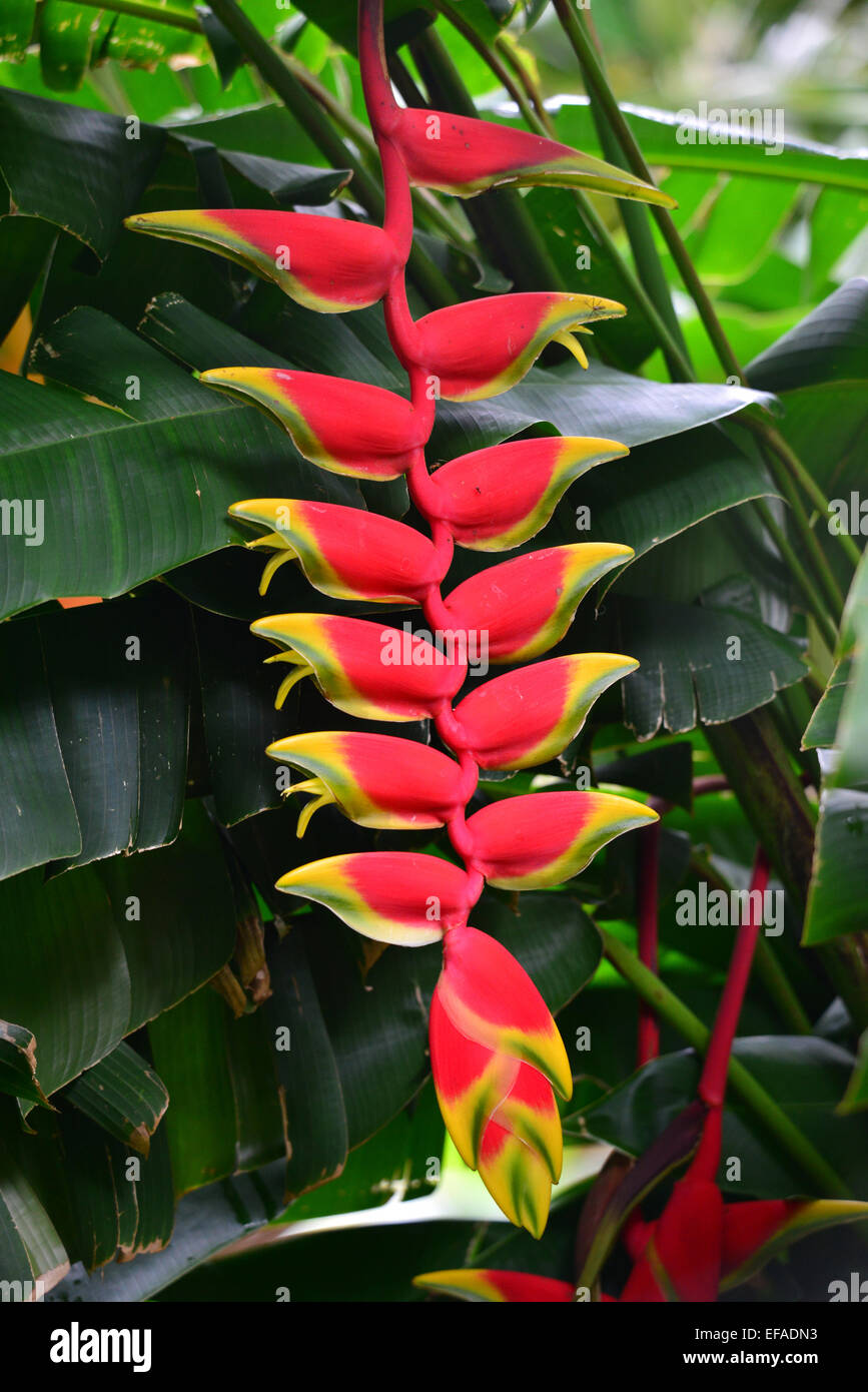 Rote Heliconie (Heliconia Pendel), Blume, tropische Pflanze, Reunion Stockfoto