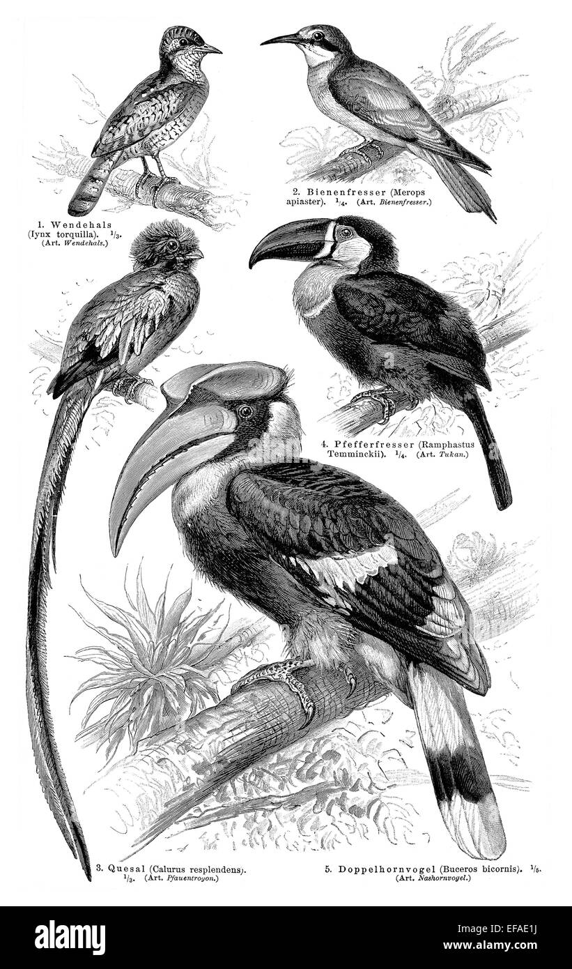 Klettern Sie Vögel, Tabelle II, Abbildung aus Meyers Konversationslexikon, 1897 Stockfoto