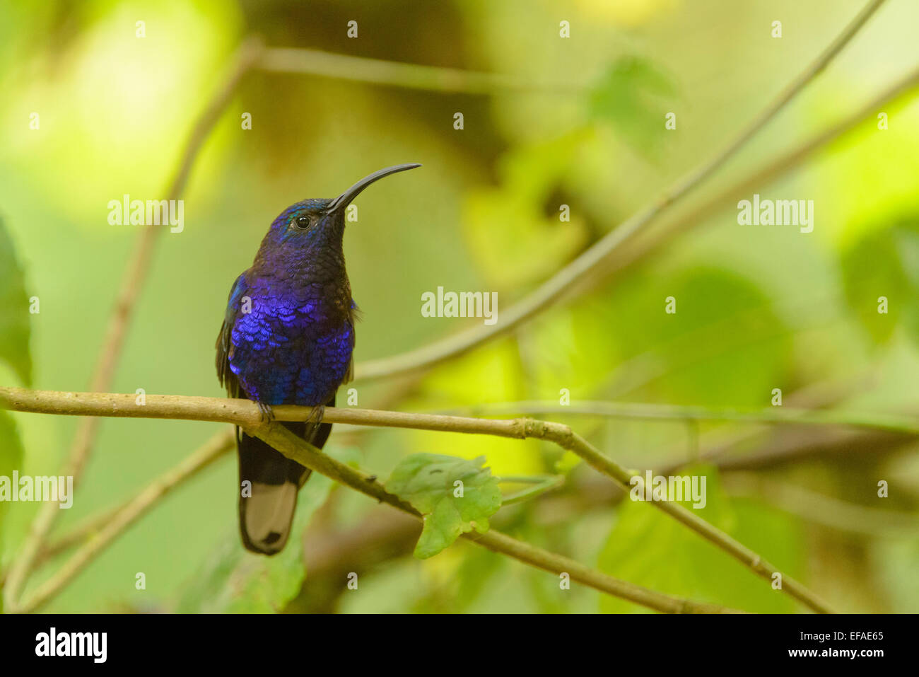 Violette Sabrewing (Campylopterus Hemileucurus), gelegen an einem Zweig, Vara Blanca, Provinz Alajuela in Costa Rica Stockfoto