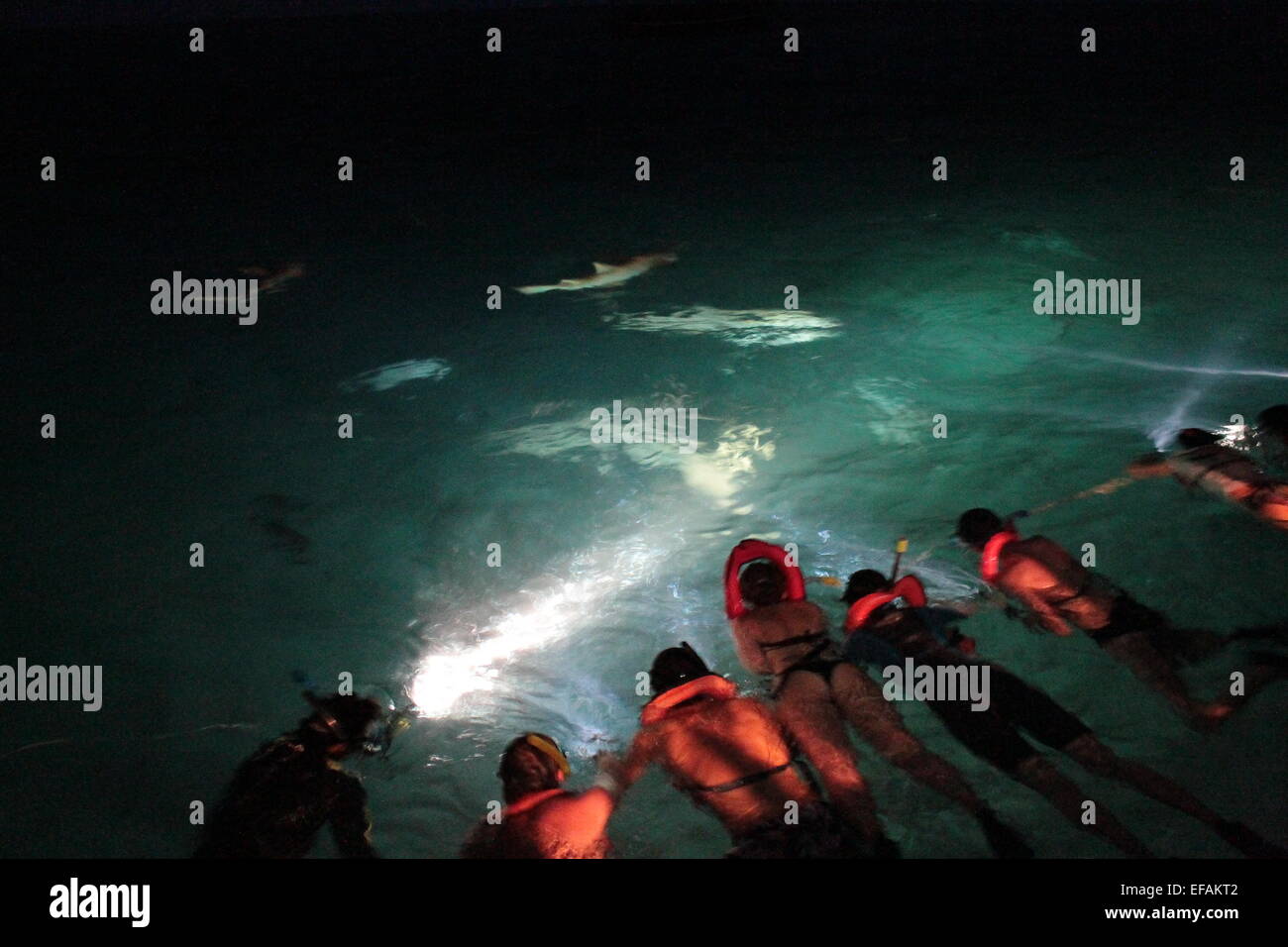 Haie im Meer und Snork (Squals Mare) Stockfoto