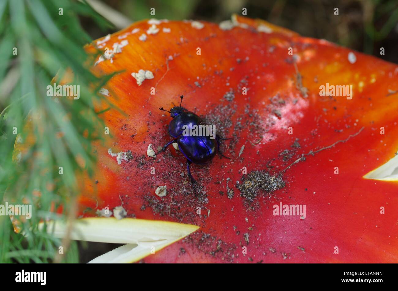 roter Pilz und blauen Käfer Stockfoto