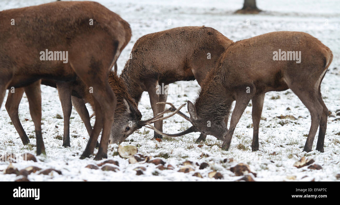 Nottingham, UK. 29. Januar 2015. Zwei junge Männer (Hirsche oder Harts) Rothirsch (Cervus Elaphus) im Schnee an Wollaton Wildpark in Nottingham Credit: Pete Jenkins/Alamy Live News Stockfoto