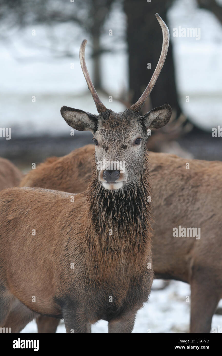 Nottingham, UK. 29. Januar 2015. Weiblich (Doe oder Hirschkuh) Rothirsch (Cervus Elaphus) im Schnee an Wollaton Wildpark in Nottingham Credit: Pete Jenkins/Alamy Live News Stockfoto