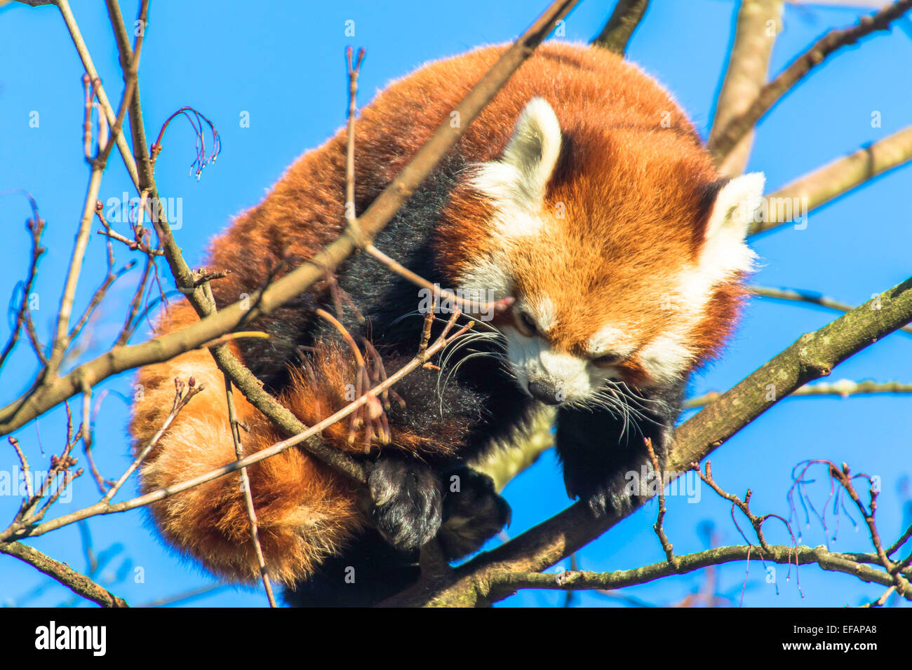 Roter Panda im Baum, Ailurus Fulgens, 28. Dezember 2014. Stockfoto