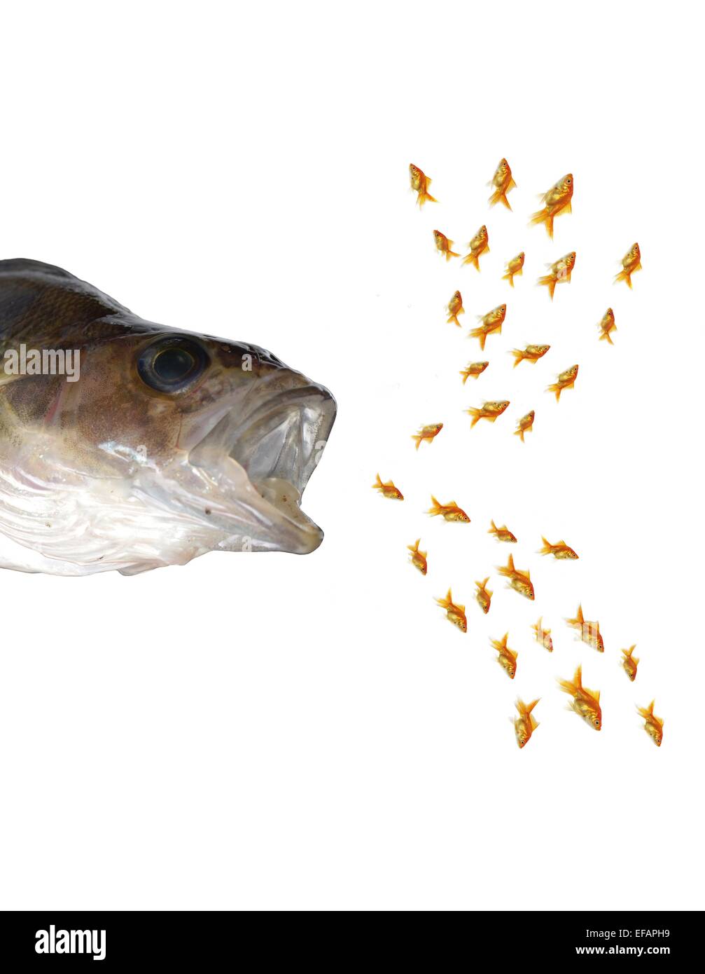 Raubfische und Untiefe gold Fische Stockfoto