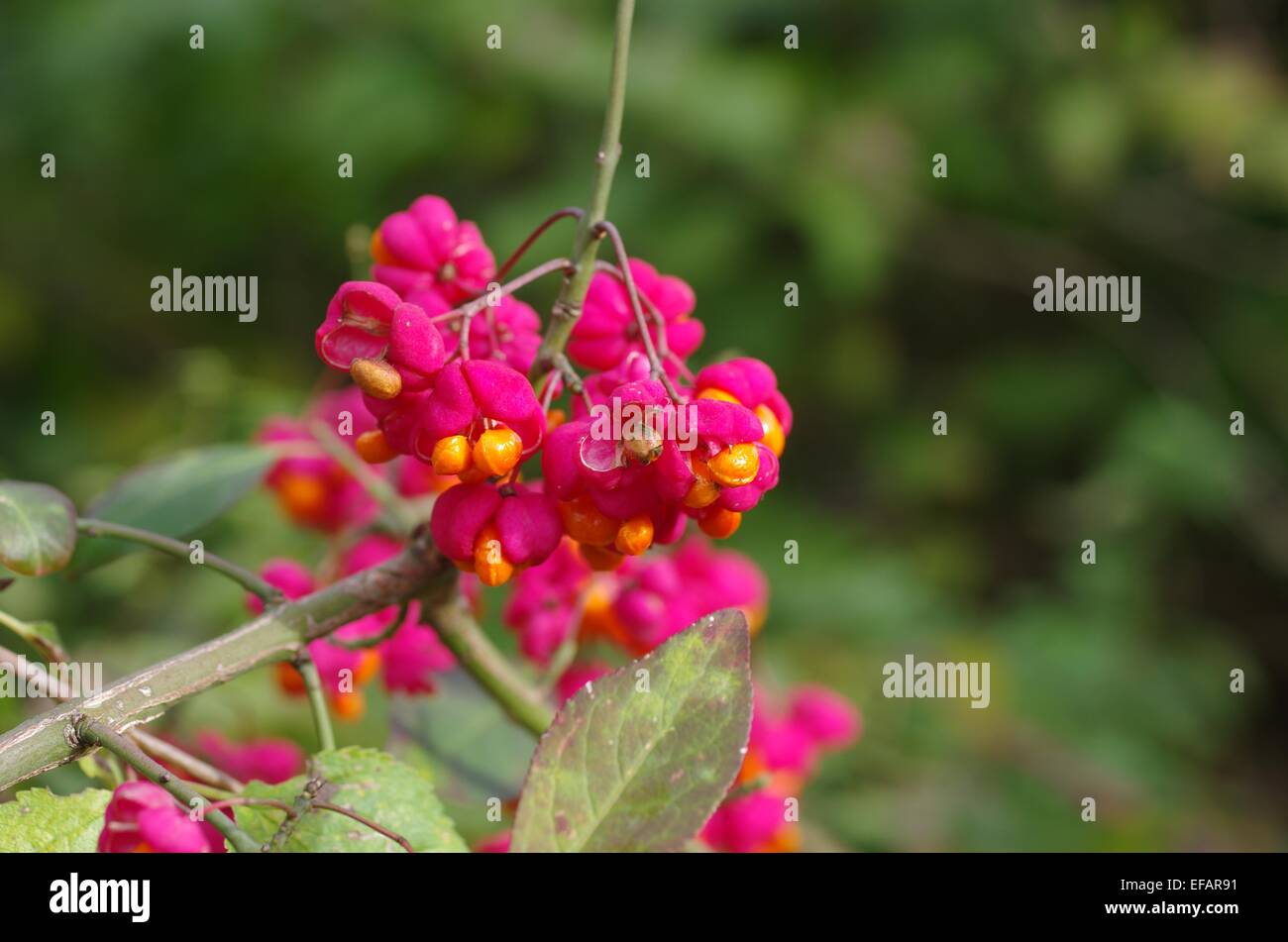 Obst Strauch Euonymus Europaeus auf Wald-Hintergrund Stockfoto