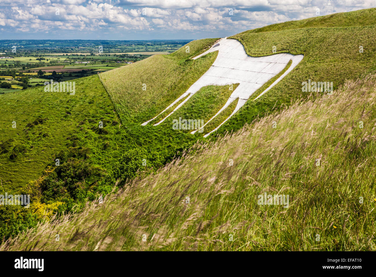 Das weiße Pferd unter Bratton Camp, eine Eisenzeit Burgberg in der Nähe von Westbury in Wiltshire. Stockfoto