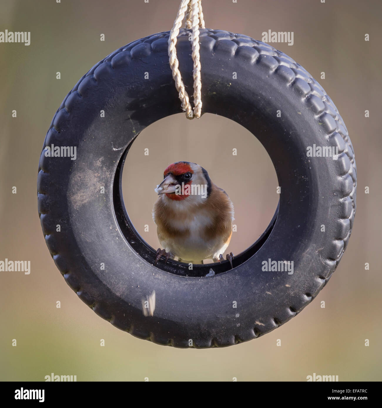 Europäische Goldfinch thront in einer hängenden Schubkarre Reifen Reifen Stockfoto