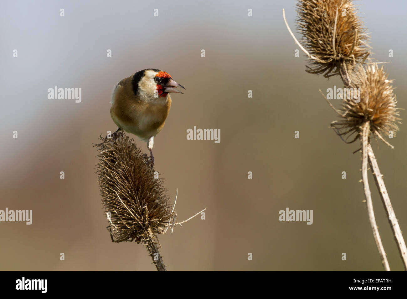 Europäische Goldfinch thront auf einem Teasle nach rechts schauend Stockfoto