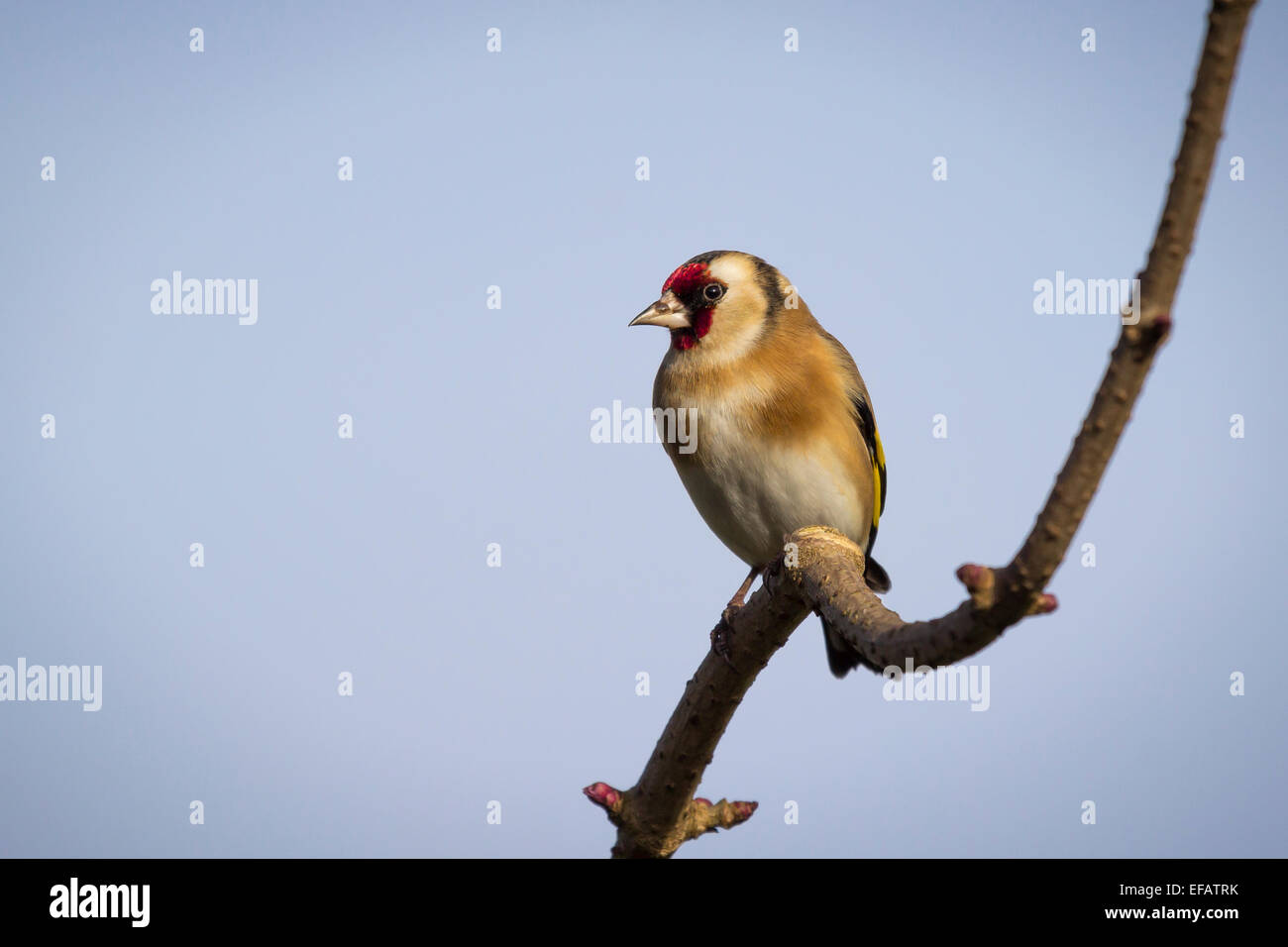 Europäische Goldfinch thront auf einem Ast auf der Suche nach links und vor einem strahlend blauen Himmel Stockfoto