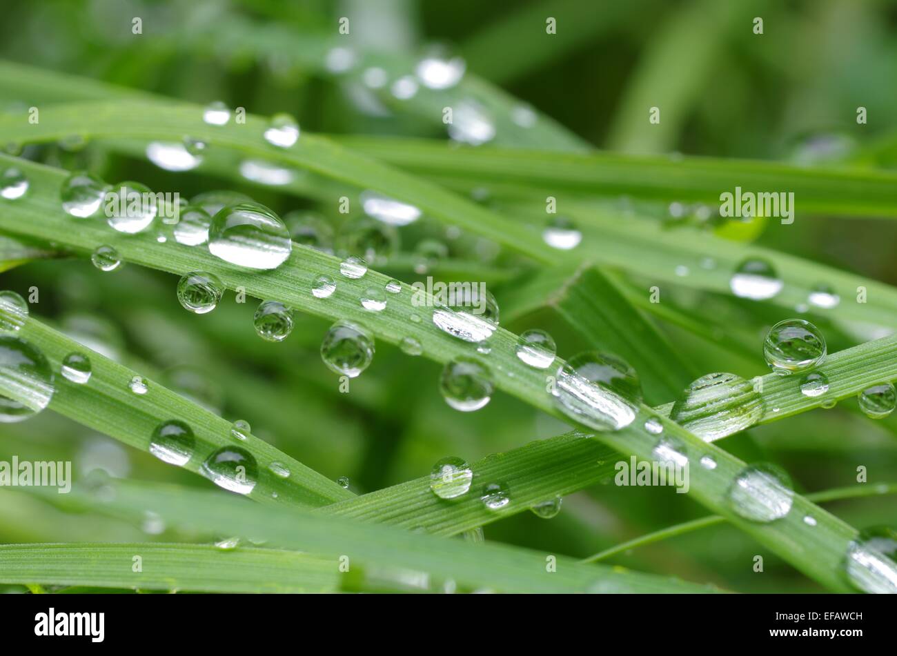 taufrischen grünen Rasen Stockfoto