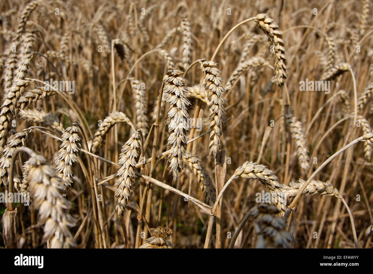 Ein Bereich der Reife Ähren. Der Weizen wird in der Regel durch Mähdrescher  geerntet. Weizen ist für Menschen in vielen Ländern als Grundnahrungsmittel  Getreide und hat eine große Bedeutung in der Tierfütterung.