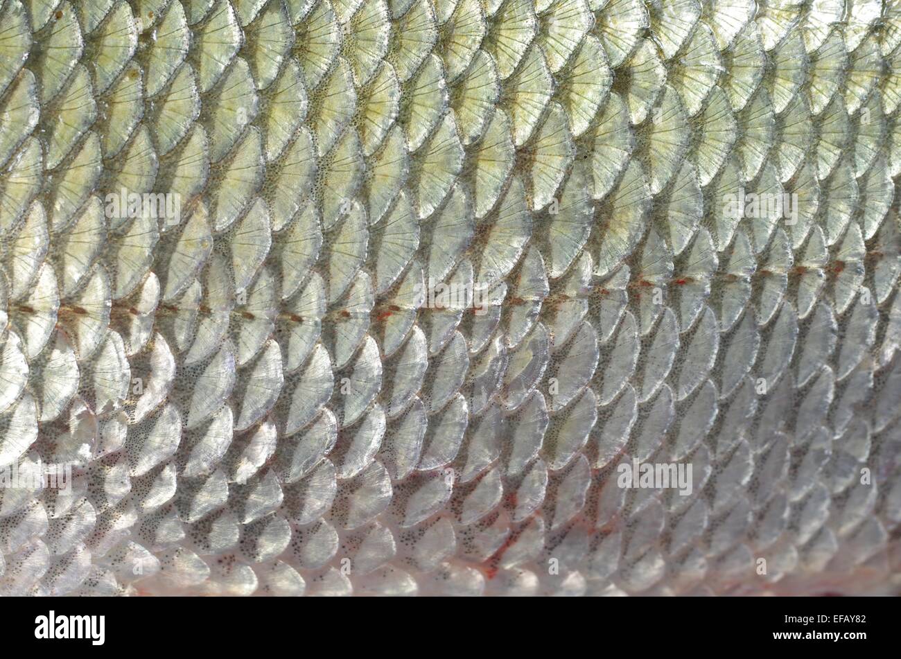 Hintergrund der Fischhaut mit Skalen Stockfoto