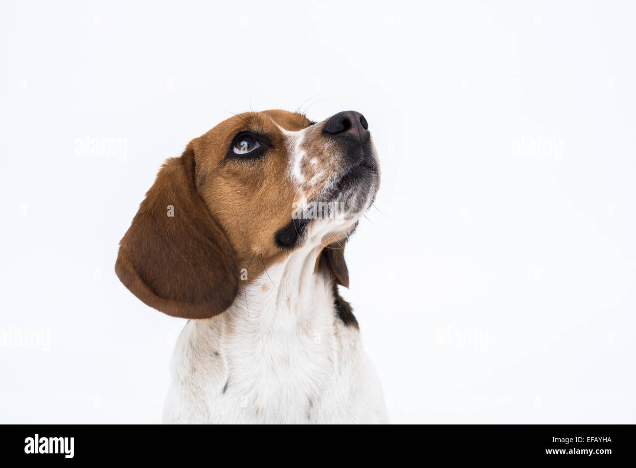 Ein Beagle Hund isoliert auf weiss nachschlagen Stockfoto