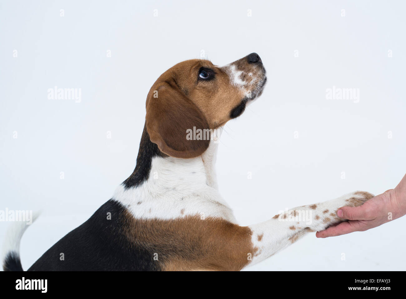 Ein Beagle Hund isoliert auf weißem Pfötchen geben Stockfoto