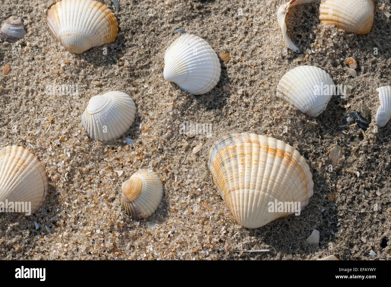 Europäische Herzmuschel, essbare Herzmuschel, Muschel, Muschel, Essbare Herzmuschel, Muschelschale, Spülsaum, Cerastoderma Edule, Cardium Edule Stockfoto