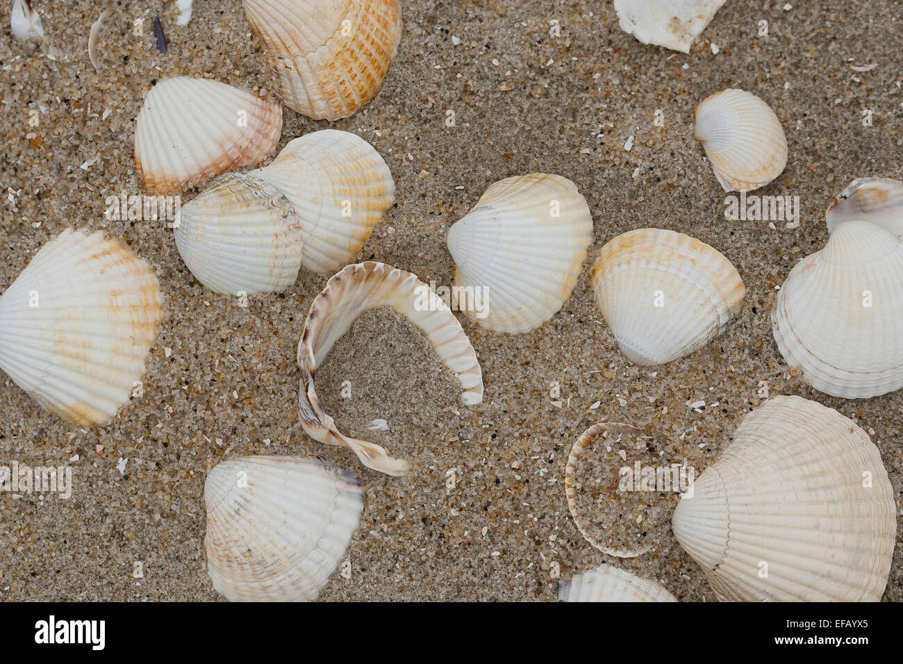 Europäische Herzmuschel, essbare Herzmuschel, Muschel, Muschel, Essbare Herzmuschel, Muschelschale, Spülsaum, Cerastoderma Edule, Cardium Edule Stockfoto