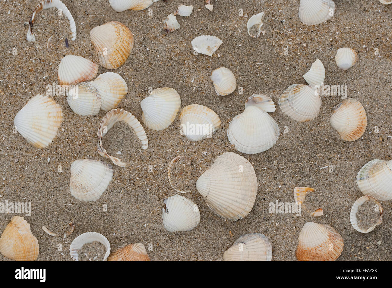 Europäische Herzmuschel, essbare Herzmuschel, Muschel, Muschel, Essbare Herzmuschel, Muschelschale, Spülsaum, Cerastoderma Edule, Cardium Edule Stockfoto