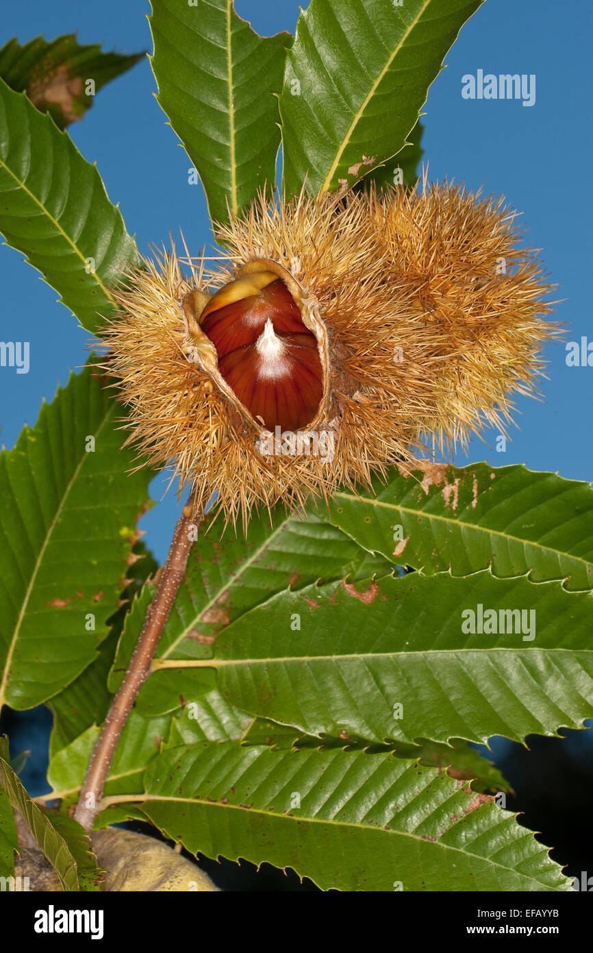 Spanisch Caramel, Obst, Edelkastanie, Esskastanie, echten Kastanie, Marone, Früchte, Castanea Sativa, Châtaignier Commun Stockfoto