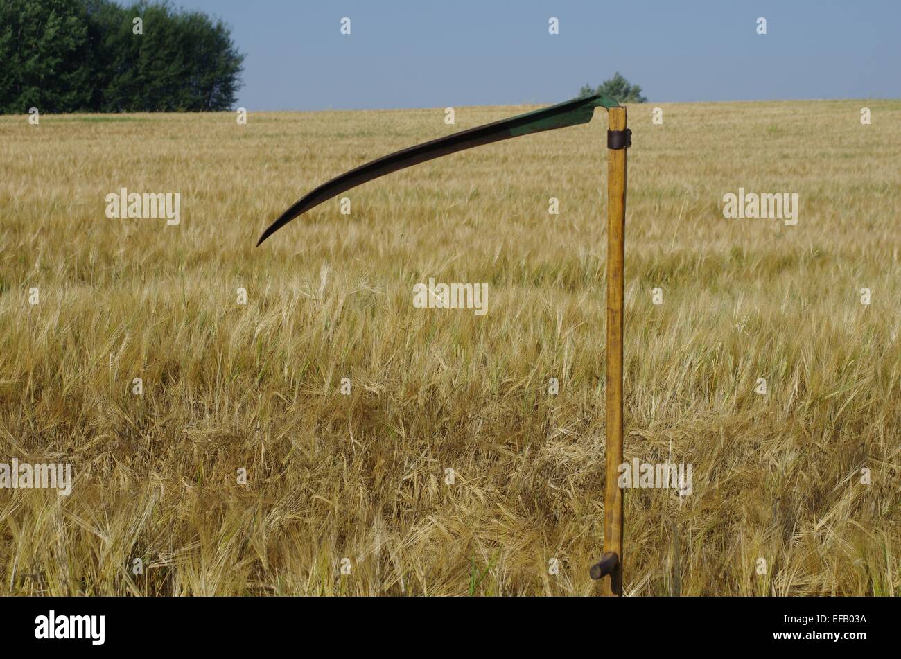 alte Sense auf wachsende Getreide Hintergrund Stockfoto