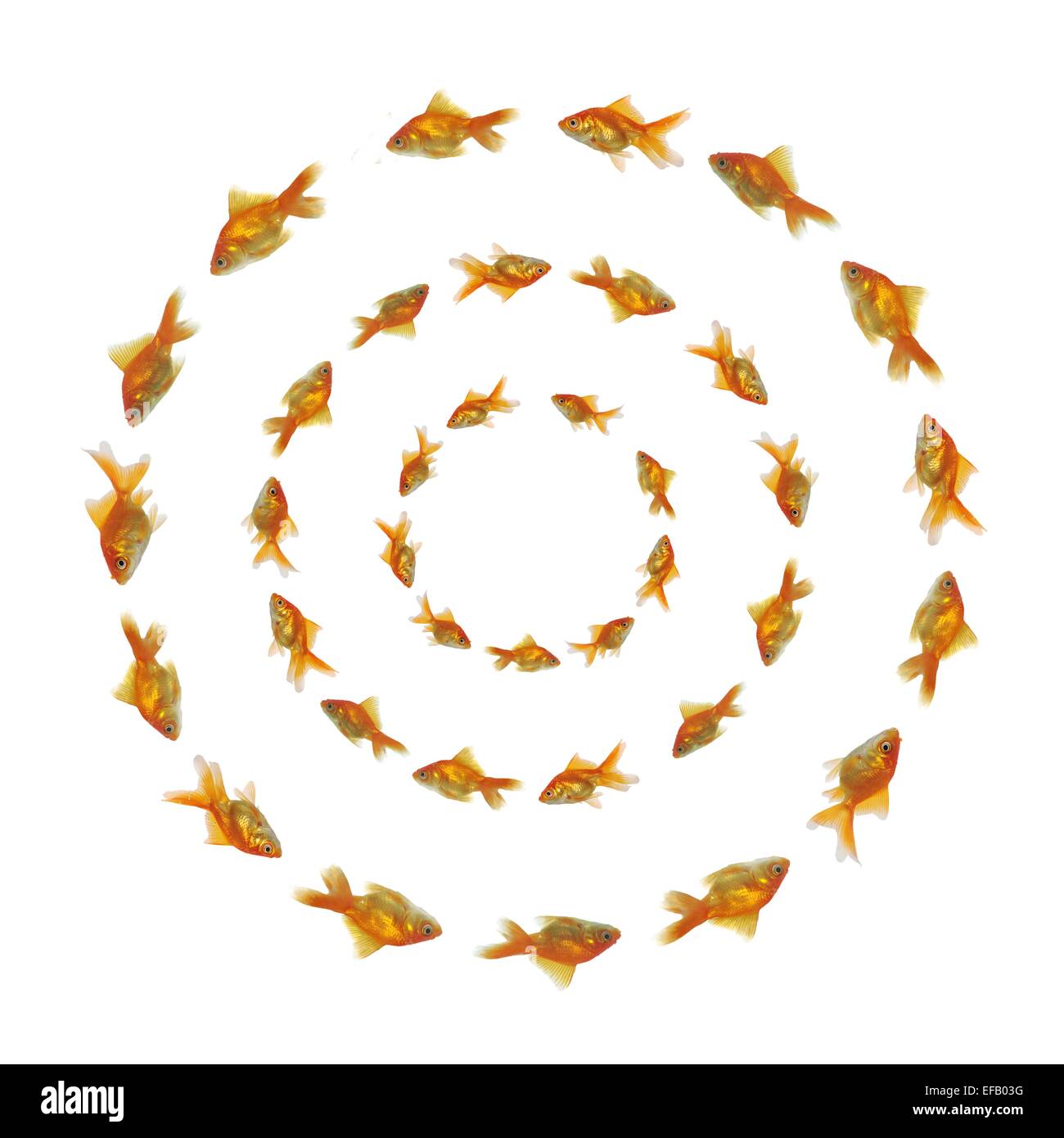 Goldfische Schwimmen im Kreis Stockfoto