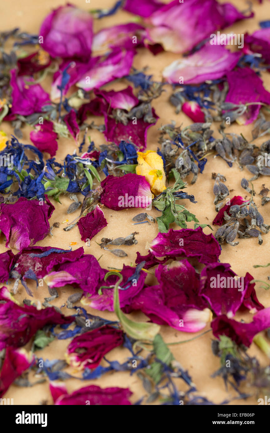 Blüten, Blume, Blumen, Blüte, Blütenblatt, Blütenblätter, Blüten, Blumen, Kräuterernte, Ernte, Blütenblätter, Trocknen, Essbare Blüten Stockfoto