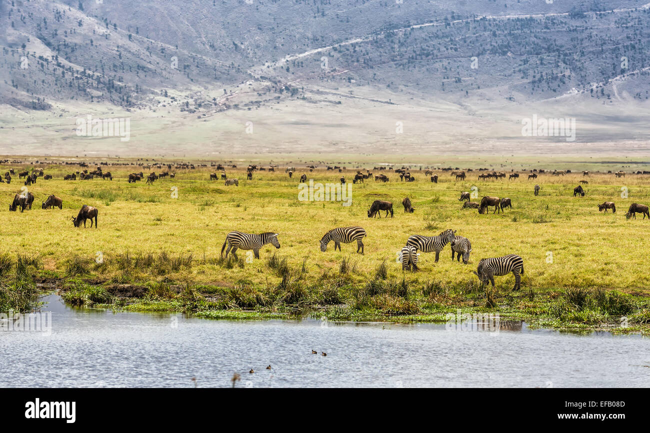 Herden von Gnus und Zebras in der Ngorongoro Crater, Tansania Stockfoto