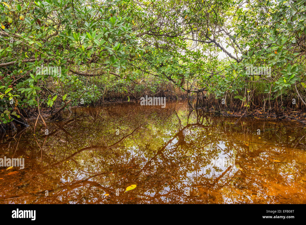 Mangrovensumpf im Everglades National Park, Florida Stockfoto