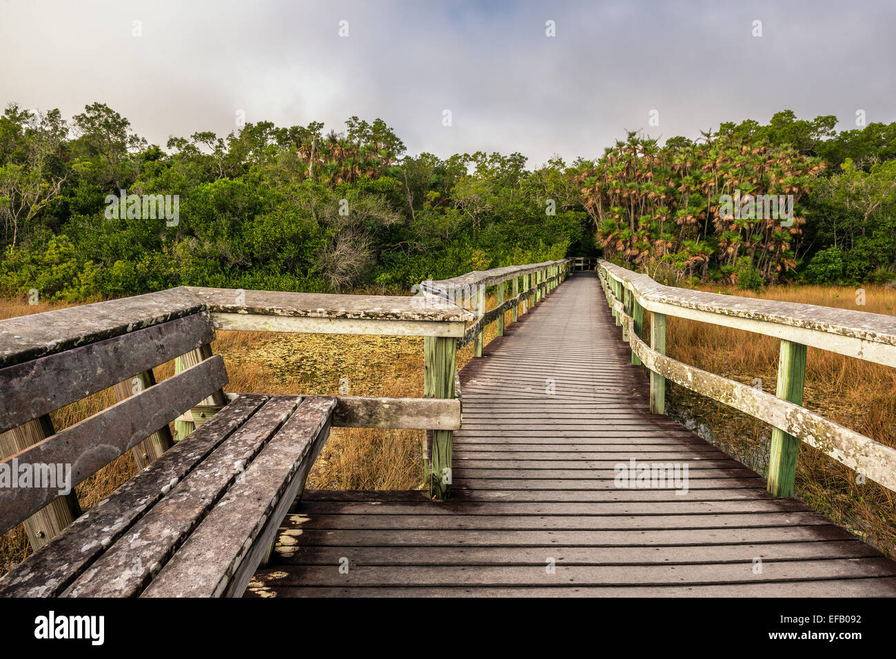 Bank auf einen erhöhten Holzsteg in den Feuchtgebieten des Everglades National Park, Florida Stockfoto