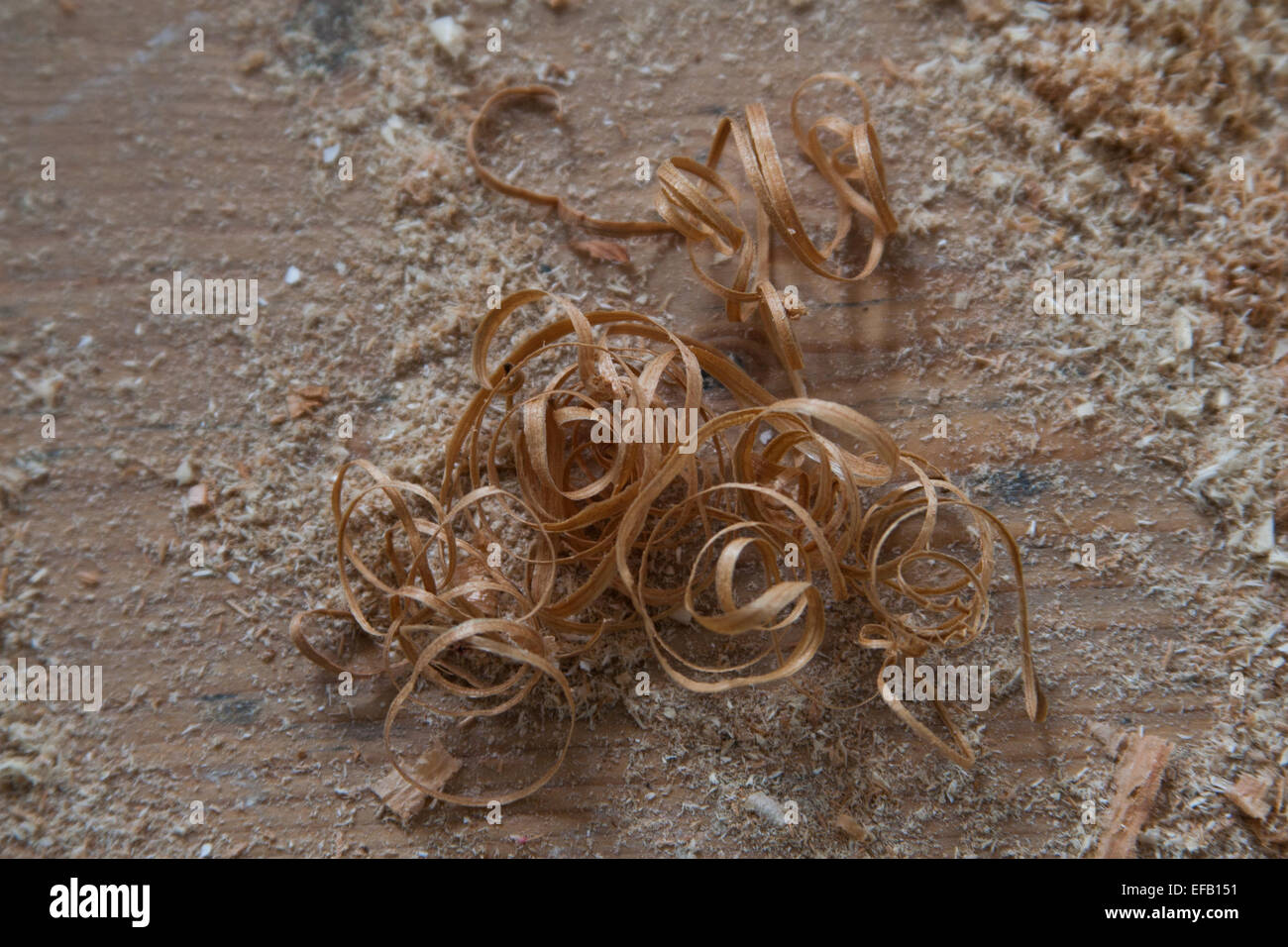 Das Ergebnis der Zimmerei - die Locken der Holzspäne und des Sägemehls auf dem hölzernen Hintergrund. Stockfoto