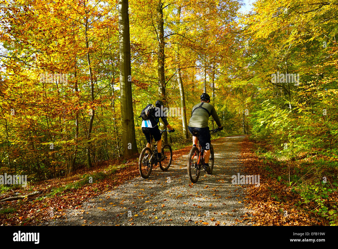 Mountainbiker fahren durch herbstlichen Wald, Asse, Remlingen, Niedersachsen, Deutschland Stockfoto