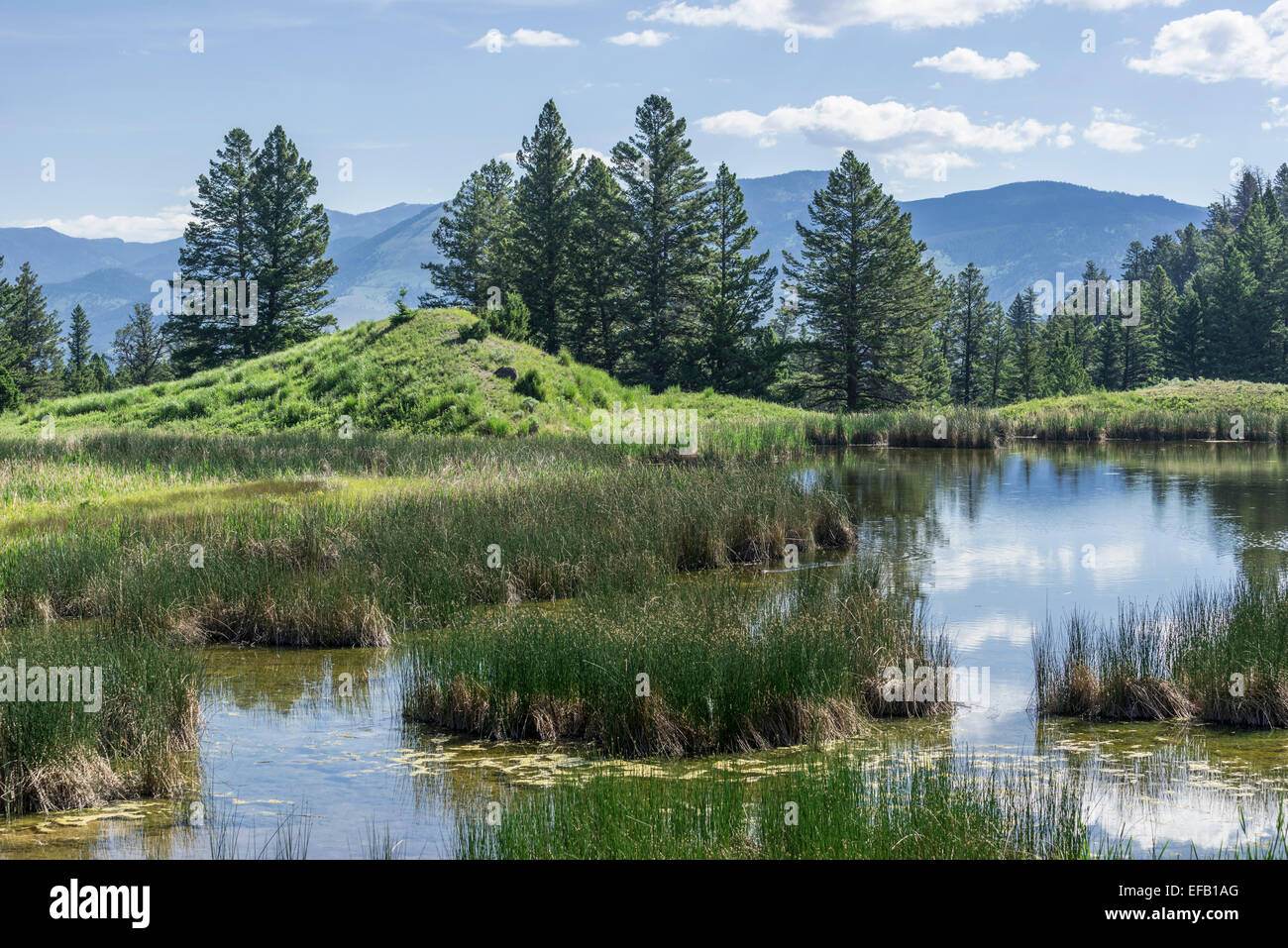 Teich an der Biber Teiche Trail, Yellowstone National Park, Wyoming, USA Stockfoto