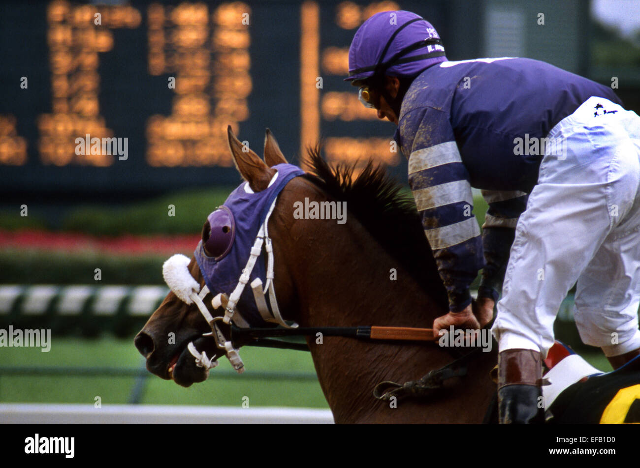 Rennpferd, Jockey in lila Seide und Anzeiger Stockfoto