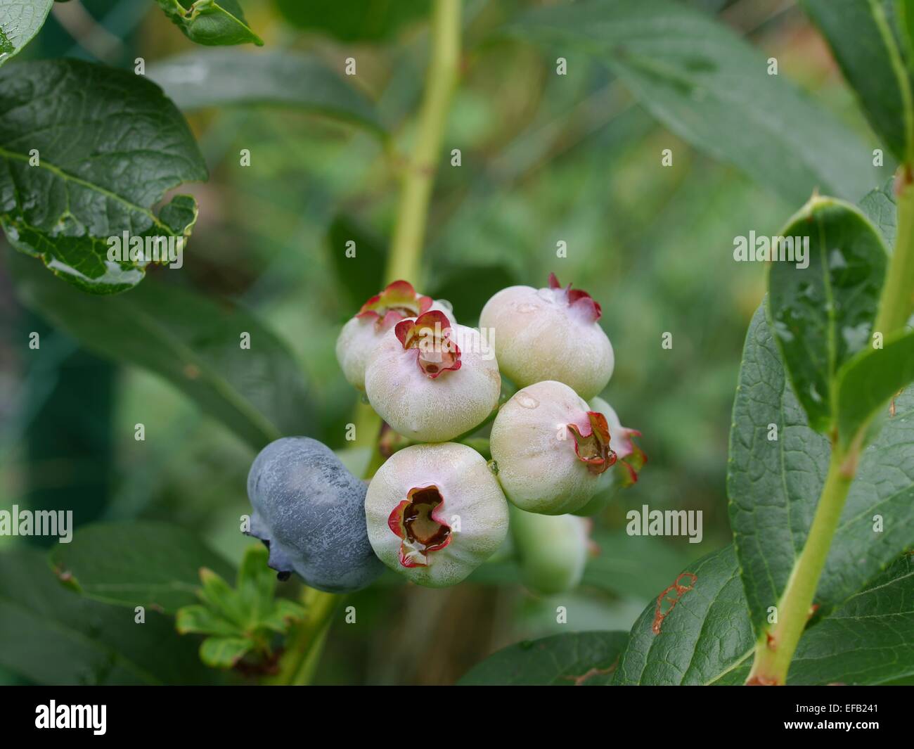 Waldbeeren am Zweig mit Blättern Stockfoto