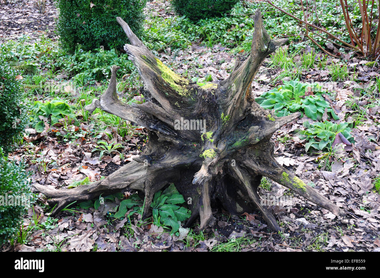 alten Baumstumpf im Wald Stockfoto