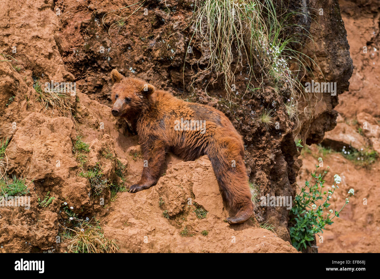 Mauser eurasischen Braunbären (Ursus Arctos Arctos) klettern Felswand im Frühjahr Stockfoto