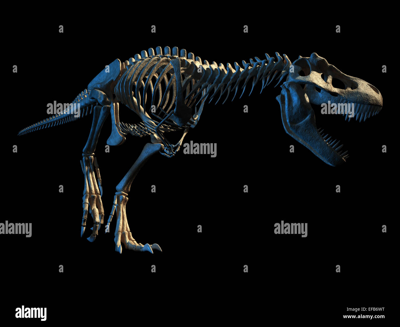 T-Rex Dinosaurier fotorealistische und wissenschaftlich korrekte, vollständige Skelett in dynamischer Pose, perspektivische Ansicht. Auf schwarzem Hintergrund Stockfoto