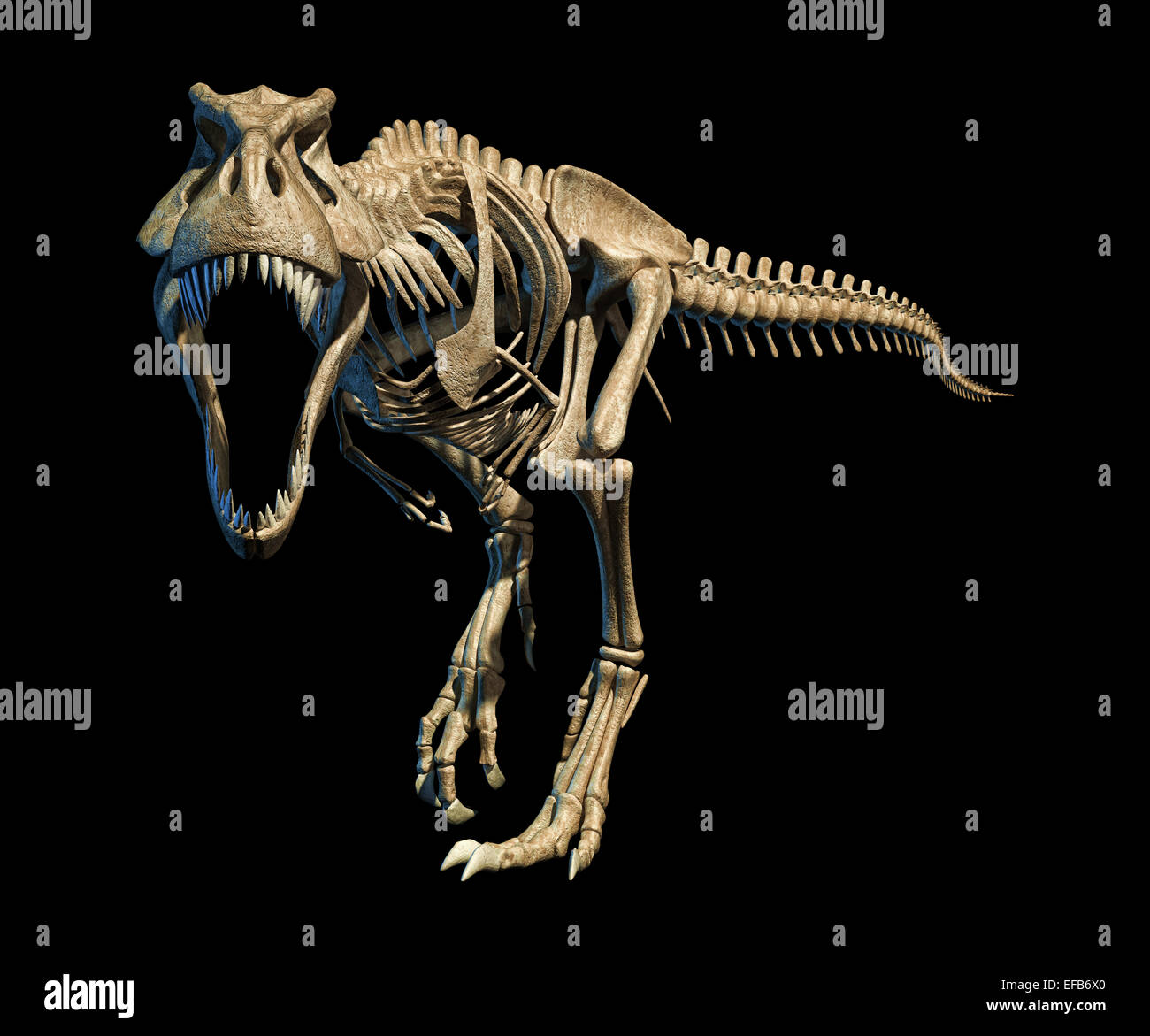 T-Rex fotorealistische und wissenschaftlich korrekte, vollständige Skelett in dynamischer Pose, auf schwarzem Hintergrund. Ansicht von vorne. Mit clipping Stockfoto