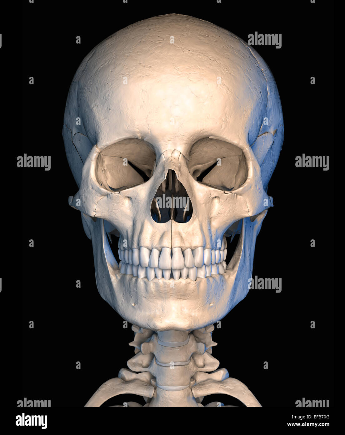 Sehr ausführlich und wissenschaftlich korrekt, menschlicher Schädel, Vorderansicht, auf schwarzem Hintergrund. Anatomie-Bild. Clipping-Pfad enthalten. Stockfoto