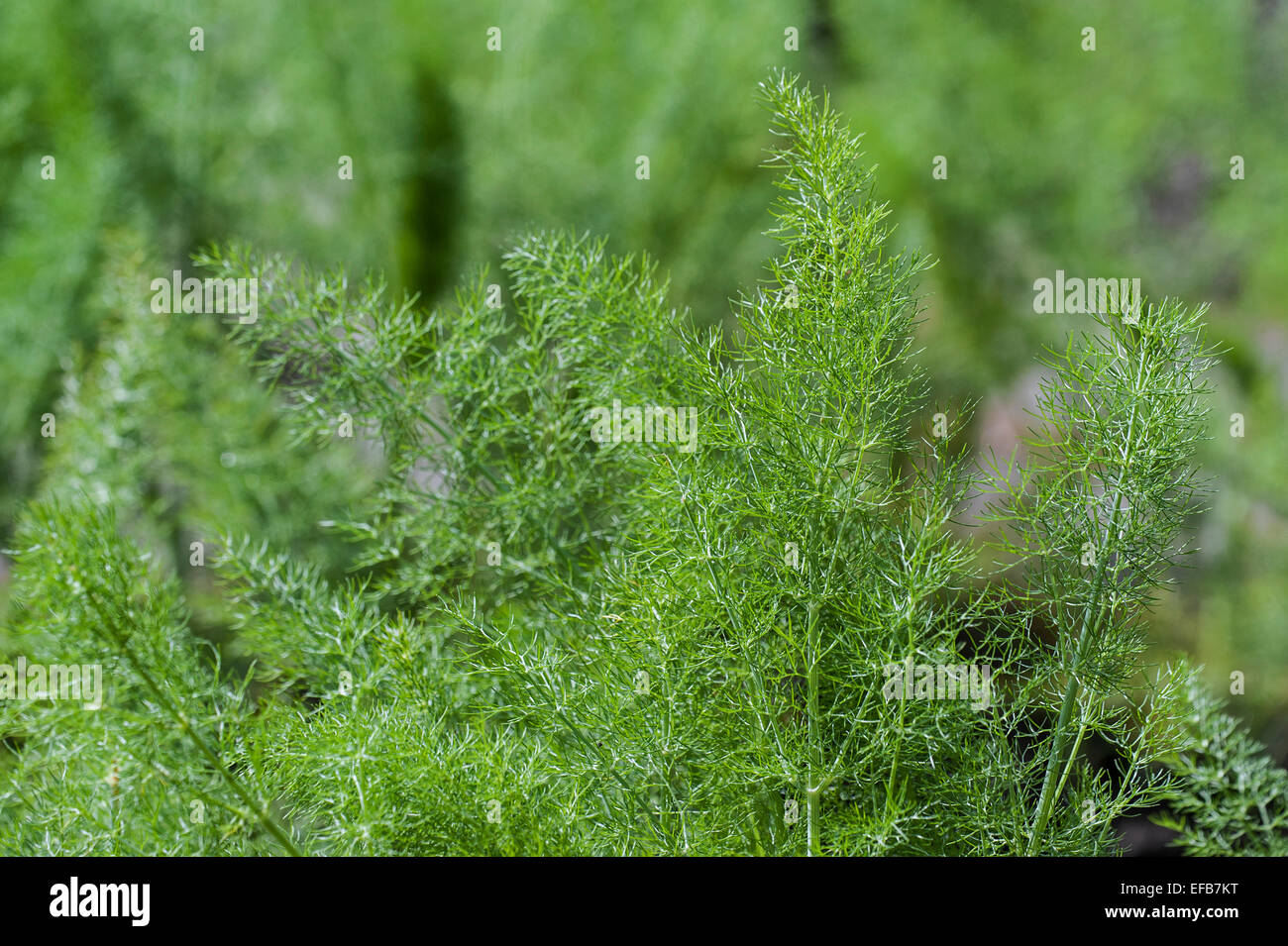 Fenchel (Foeniculum Vulgare) Stockfoto