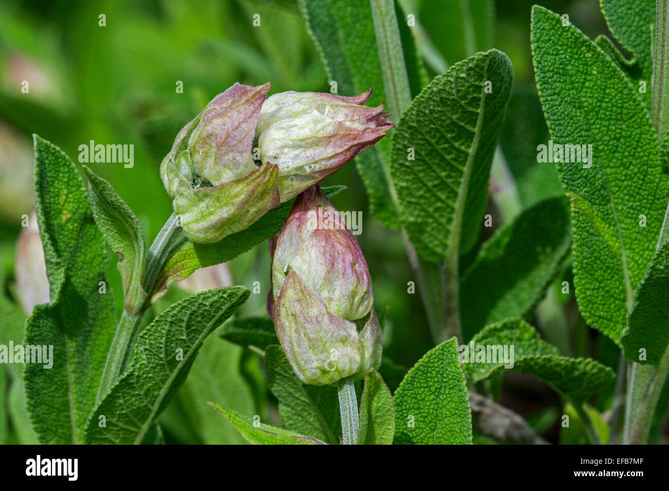 Nahaufnahme von Garten Salbei / gemeinsame Salbei (Salvia Officinalis) Blütenknospen Stockfoto