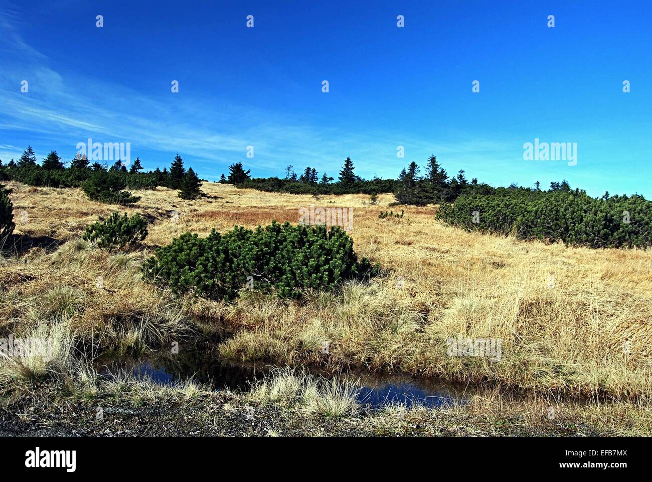 späten Herbst Berg Sumpfgebiet mit Teich im Riesengebirge Stockfoto