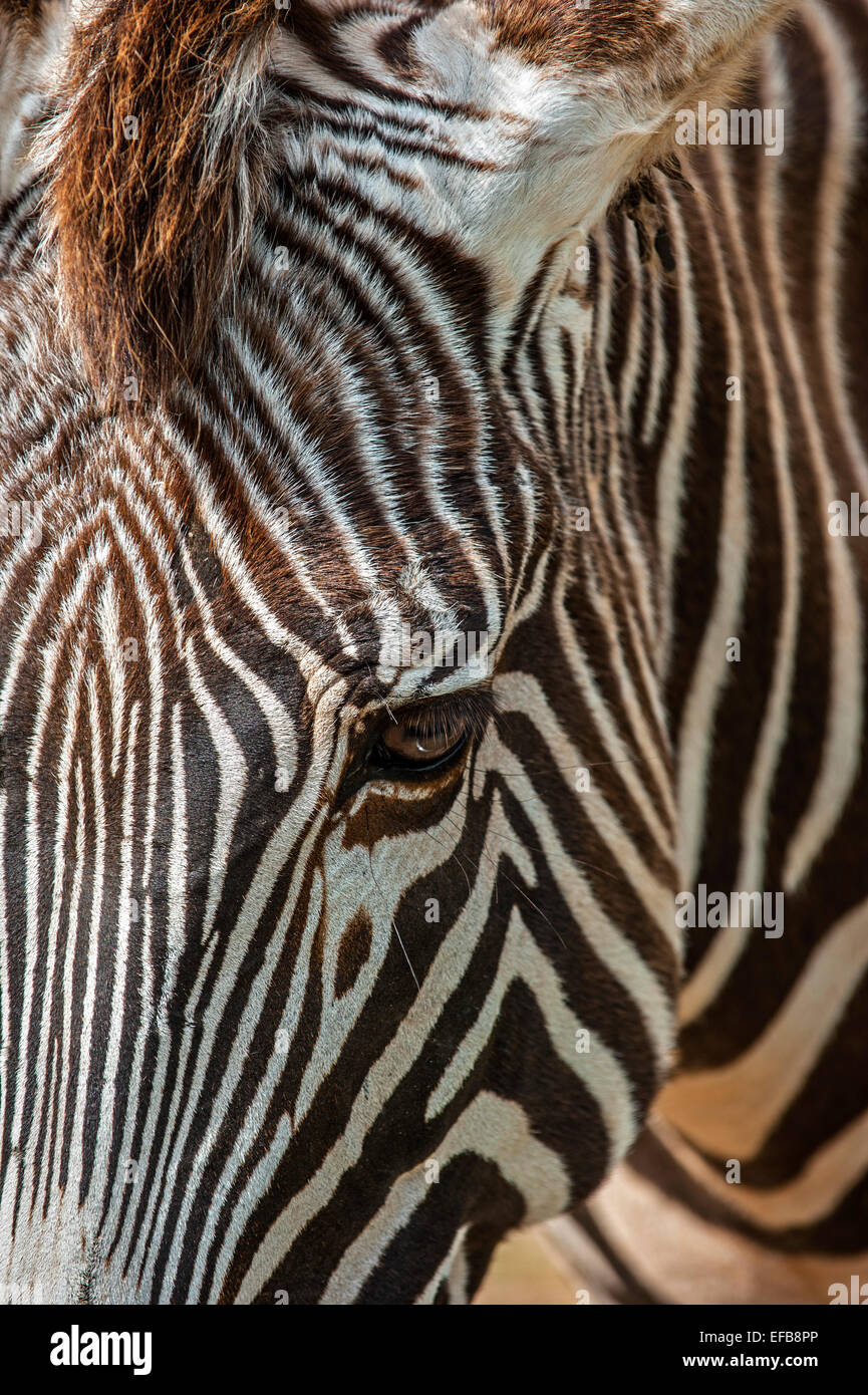 Grévy Zebras / imperial Zebra (Equus Grevyi) stammt aus Kenia und Äthiopien, Nahaufnahme von gestreiften Kopf Stockfoto