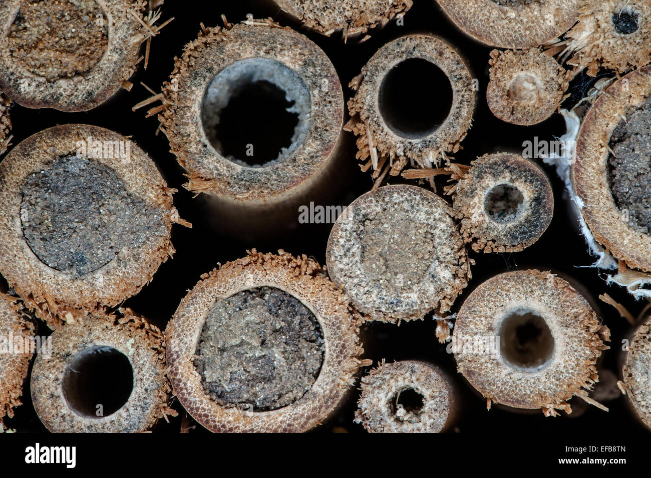 Nest Hohlräume von Mauerbienen versiegelt / Erbauer Biene Osmia Cornuta in hohlen Stängeln mit Schlamm Stecker am Insektenhotel für Solitärbienen Stockfoto