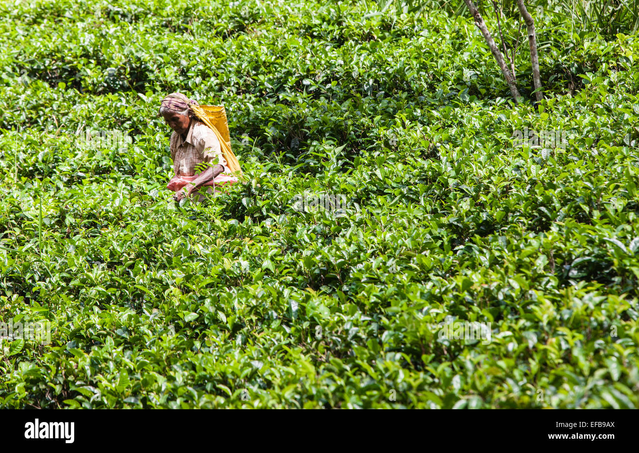 Tee Kommissionierer Arbeiter Kommissionierung Teeblätter auf Immobilien Teeplantage bei Ella.Tea Anbaugebiet auf dem Hügel in Adam es Peak, Ella. Stockfoto