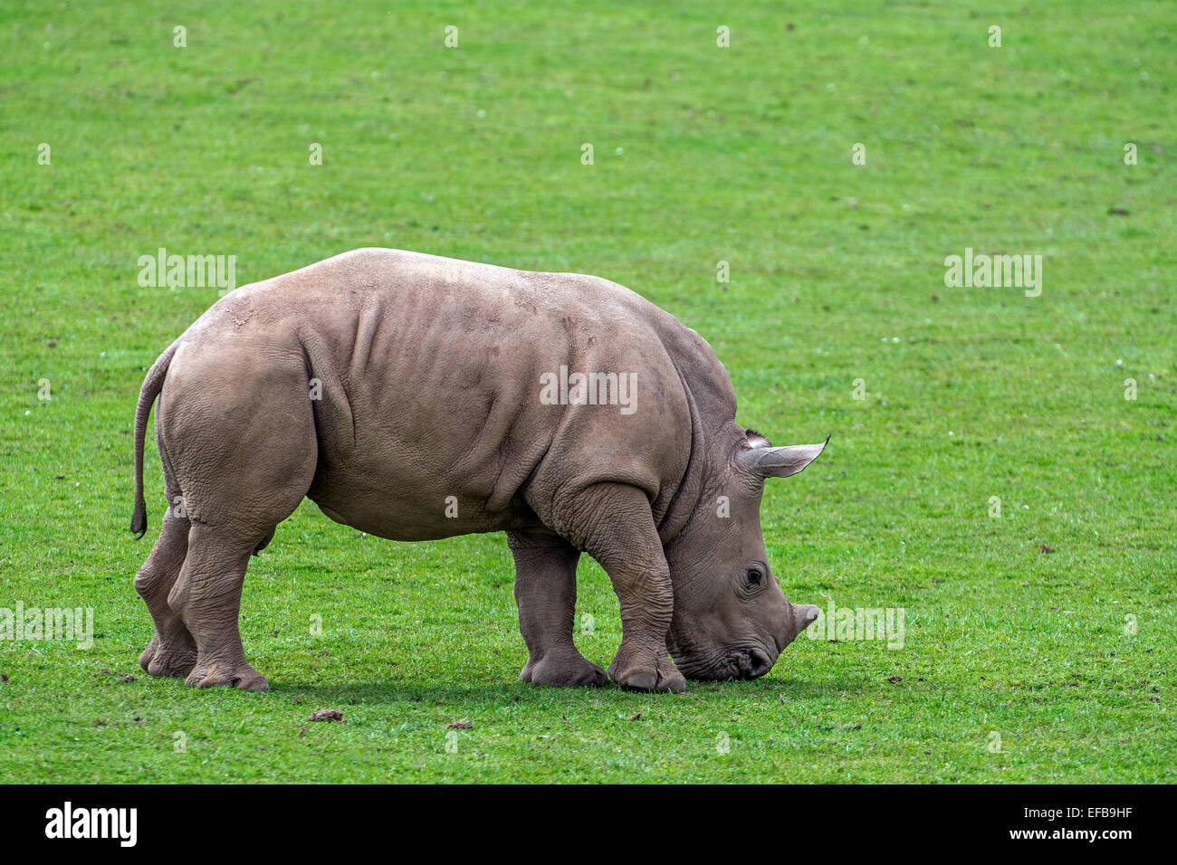 White Rhino / Square-lippige Rhinoceros (Ceratotherium Simum) Kalb Beweidung Rasen Stockfoto